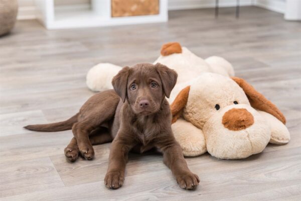 Hund soft, plysch, 75 cm, beige/brun - Bild 5